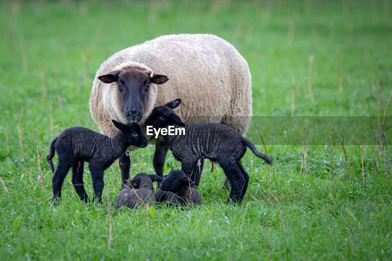 Sheep on grassy field