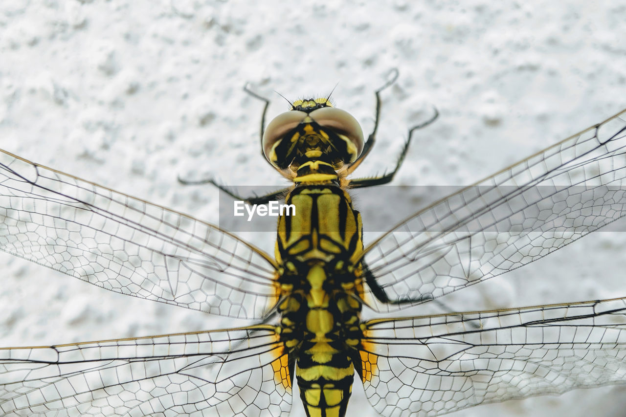 VIEW OF DRAGONFLY ON PLANT