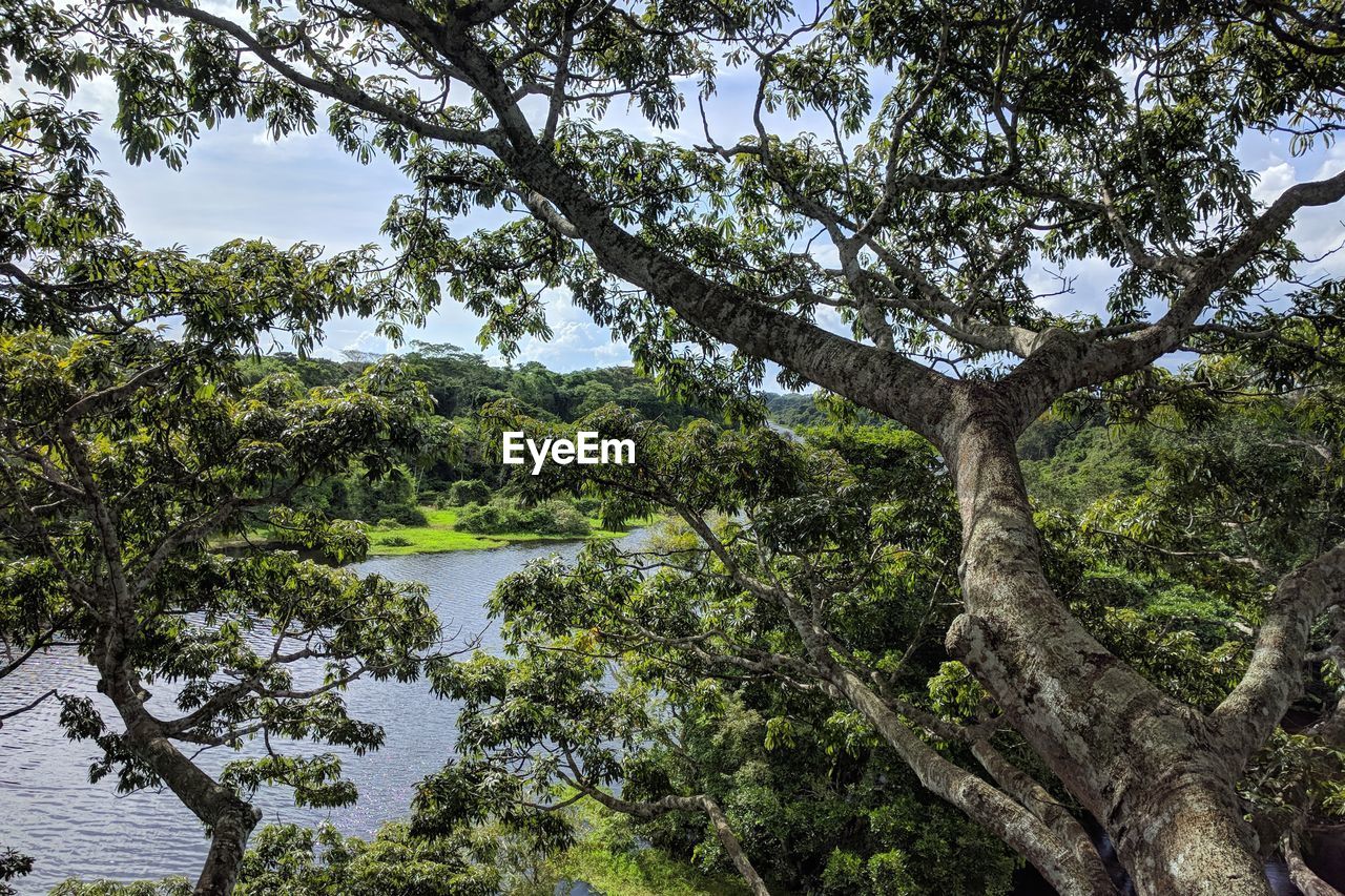 TREES BY LAKE IN FOREST