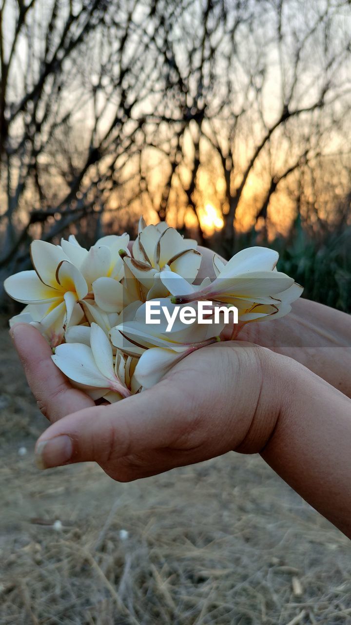 CLOSE-UP OF HAND HOLDING WHITE ROSE FLOWER