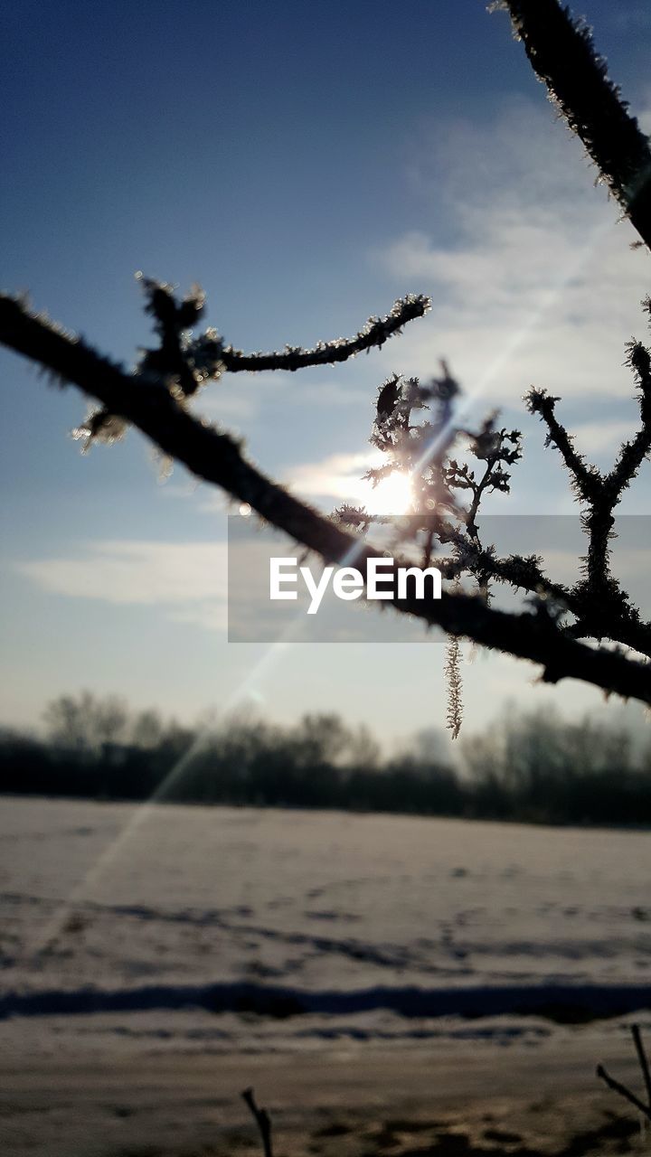 CLOSE-UP OF TREE AGAINST SKY