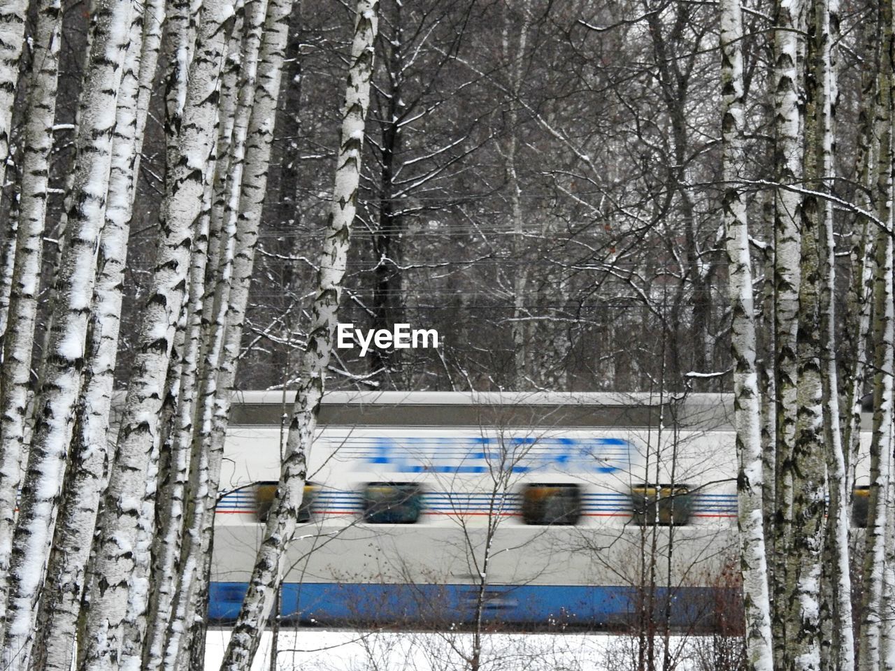 CLOSE-UP OF FROZEN BARE TREES IN FOREST