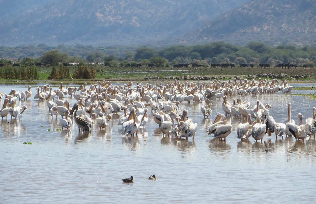 SWANS IN LAKE AGAINST SKY