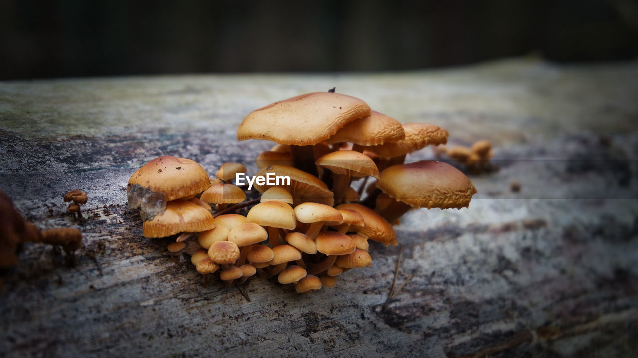 CLOSE-UP OF MUSHROOMS GROWING ON WOOD AGAINST PLANTS