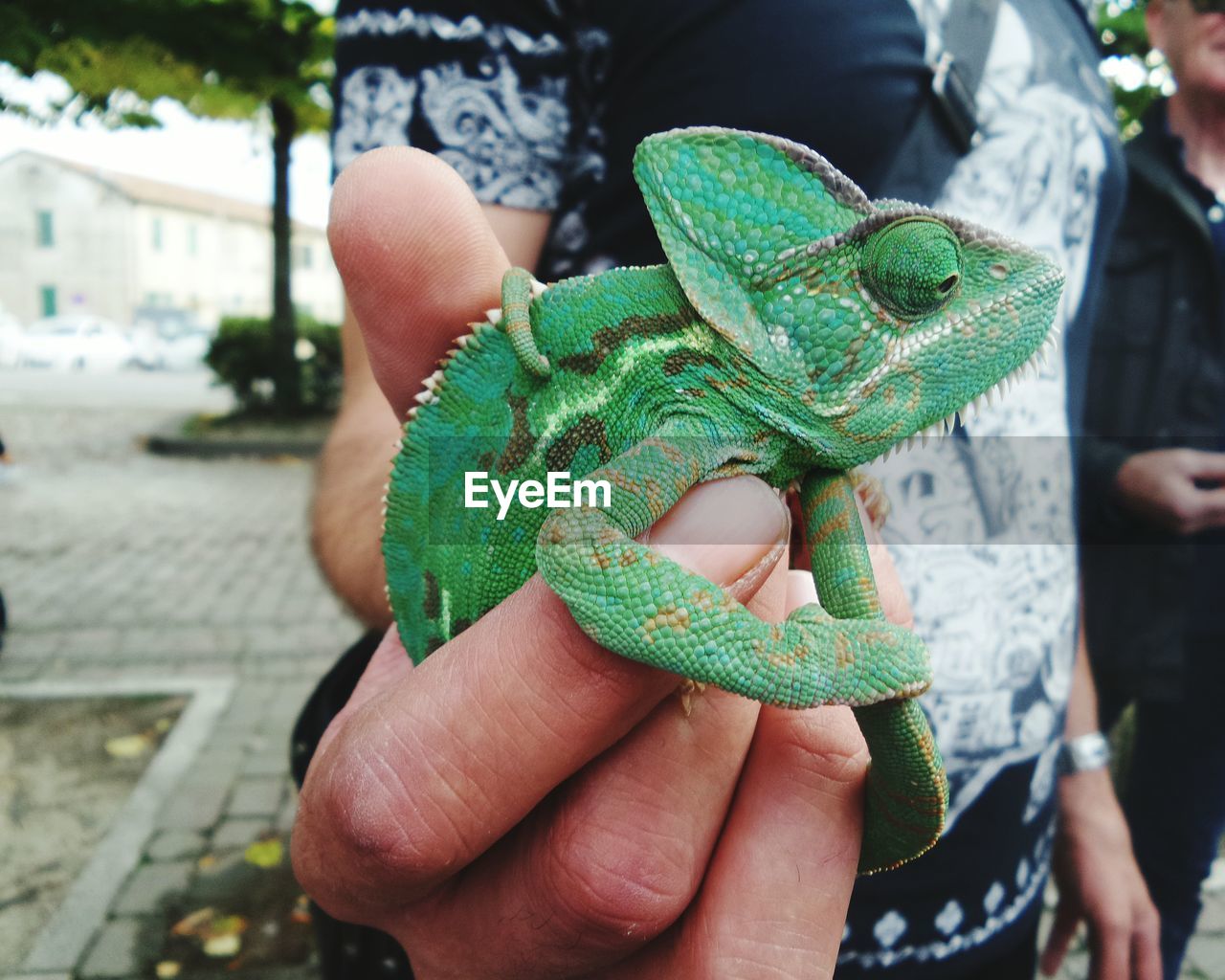 Close-up of hand holding leaf