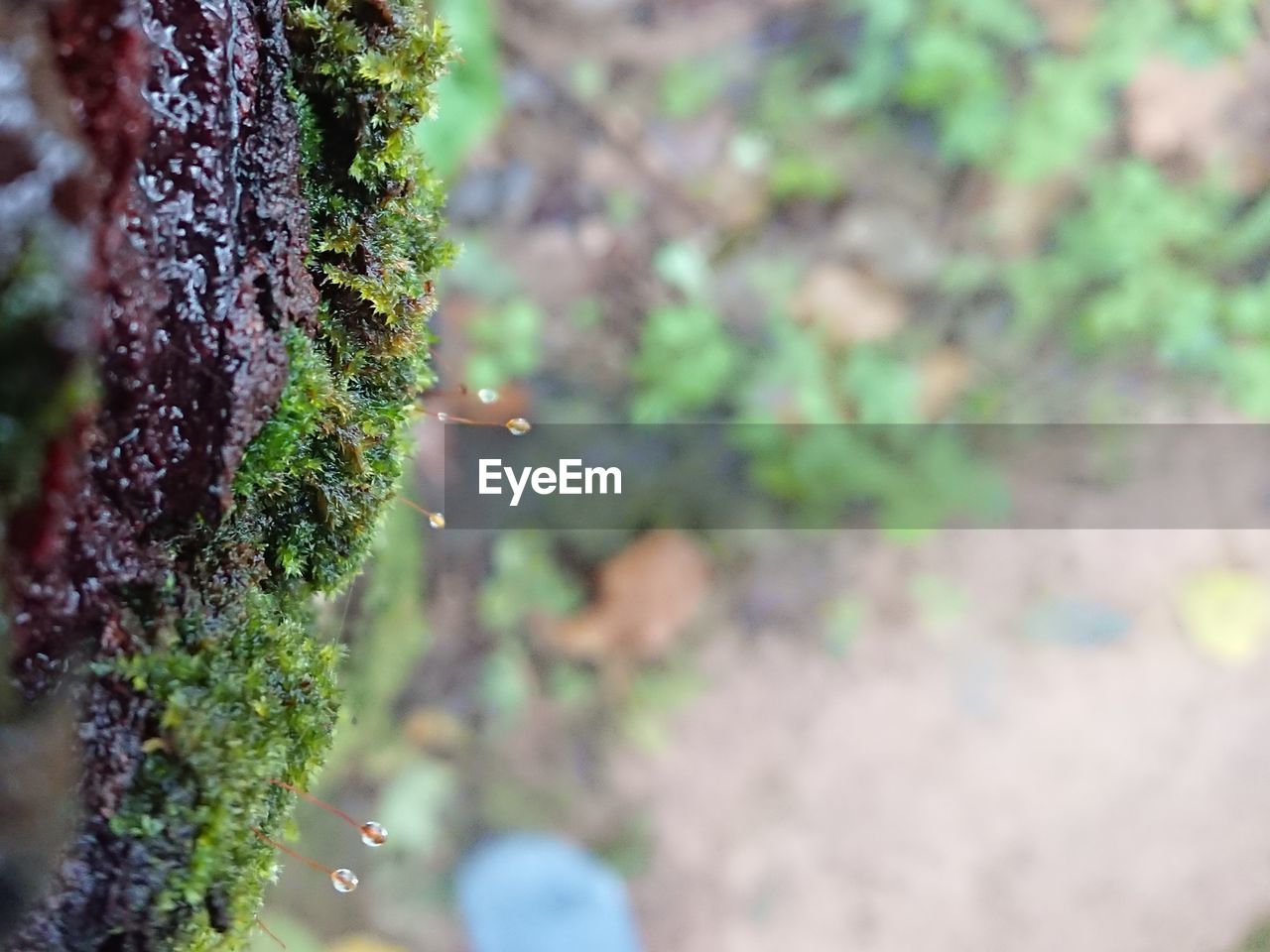 CLOSE-UP OF LICHEN ON TREE TRUNK