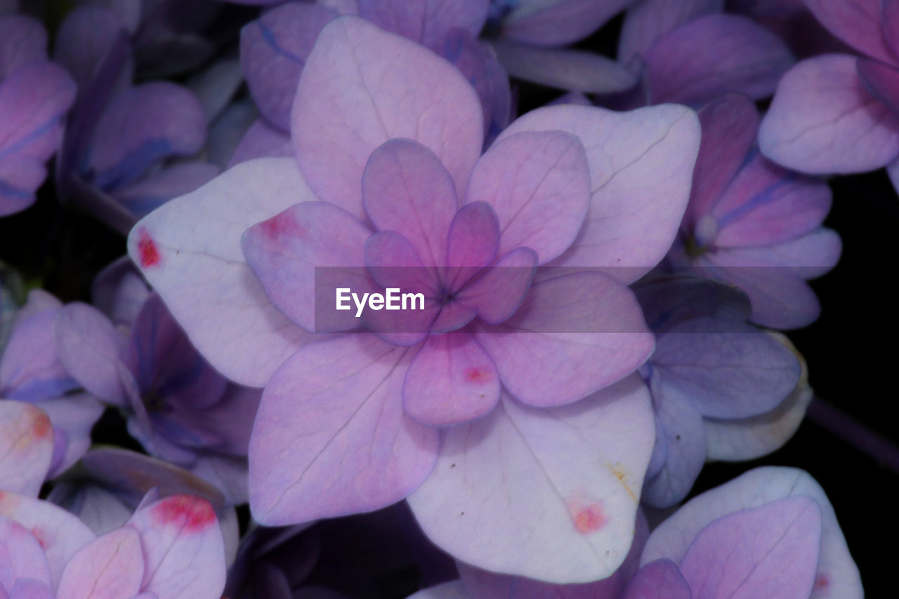 CLOSE-UP OF COLORFUL FLOWERS