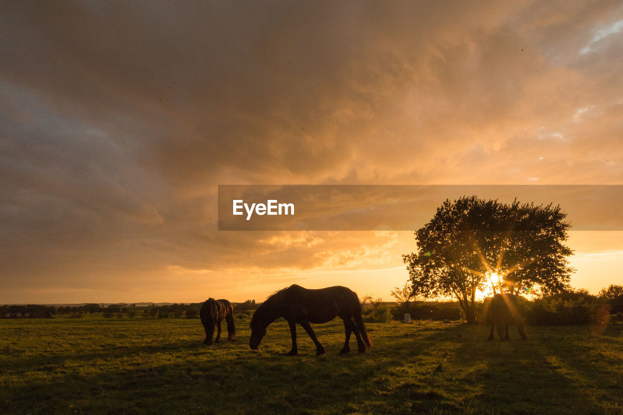 SILHOUETTE OF HORSE GRAZING ON FIELD AGAINST SKY DURING SUNSET