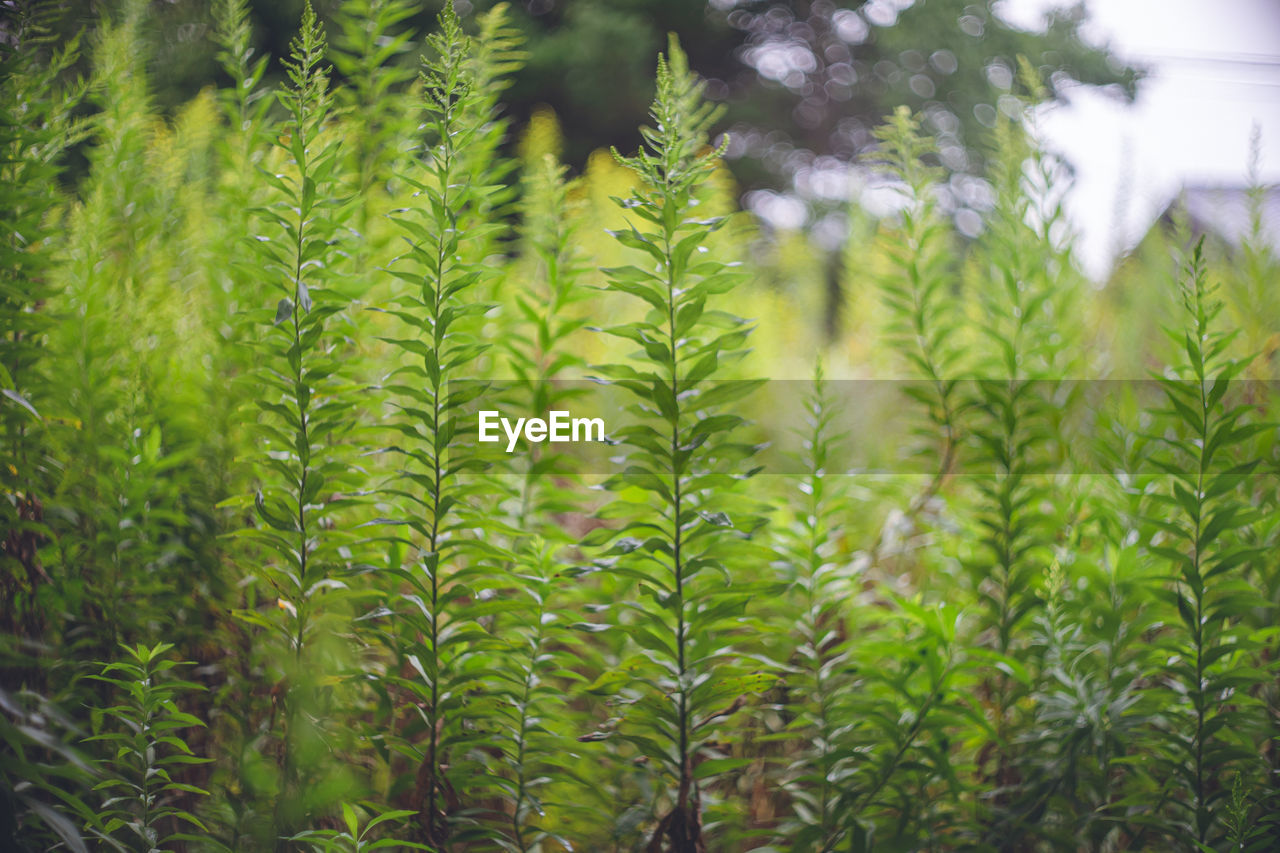 A scene of a vacant lot in japan, where it rains and weeds are beautifully green.