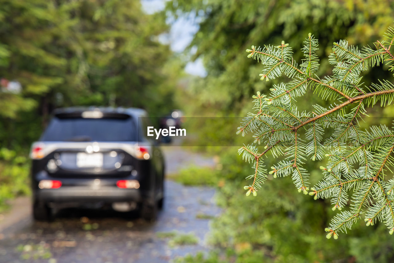 mode of transportation, transportation, motor vehicle, car, tree, plant, nature, vehicle, travel, land vehicle, green, holiday, forest, day, coniferous tree, pinaceae, focus on foreground, selective focus, road, no people, outdoors, journey, pine tree, land, leaf, sports utility vehicle