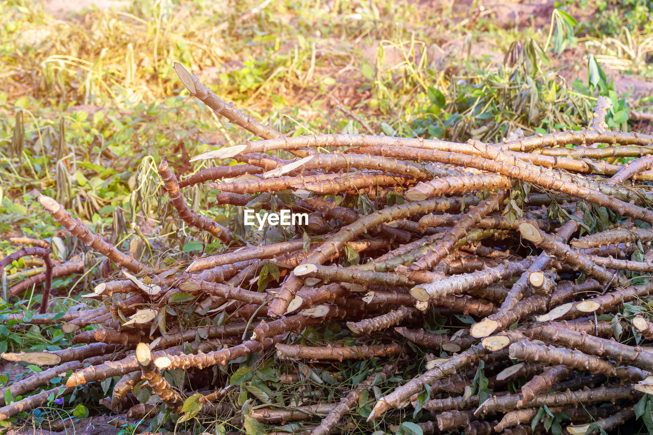 HIGH ANGLE VIEW OF TREE GROWING IN FIELD