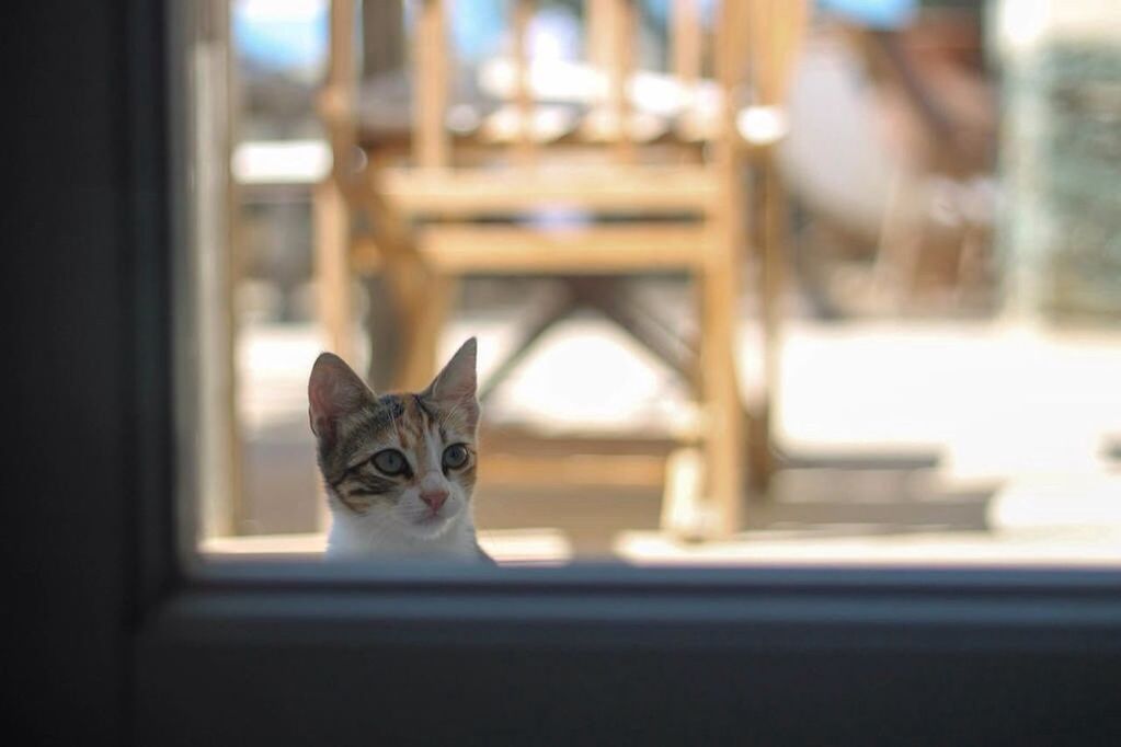 PORTRAIT OF CAT