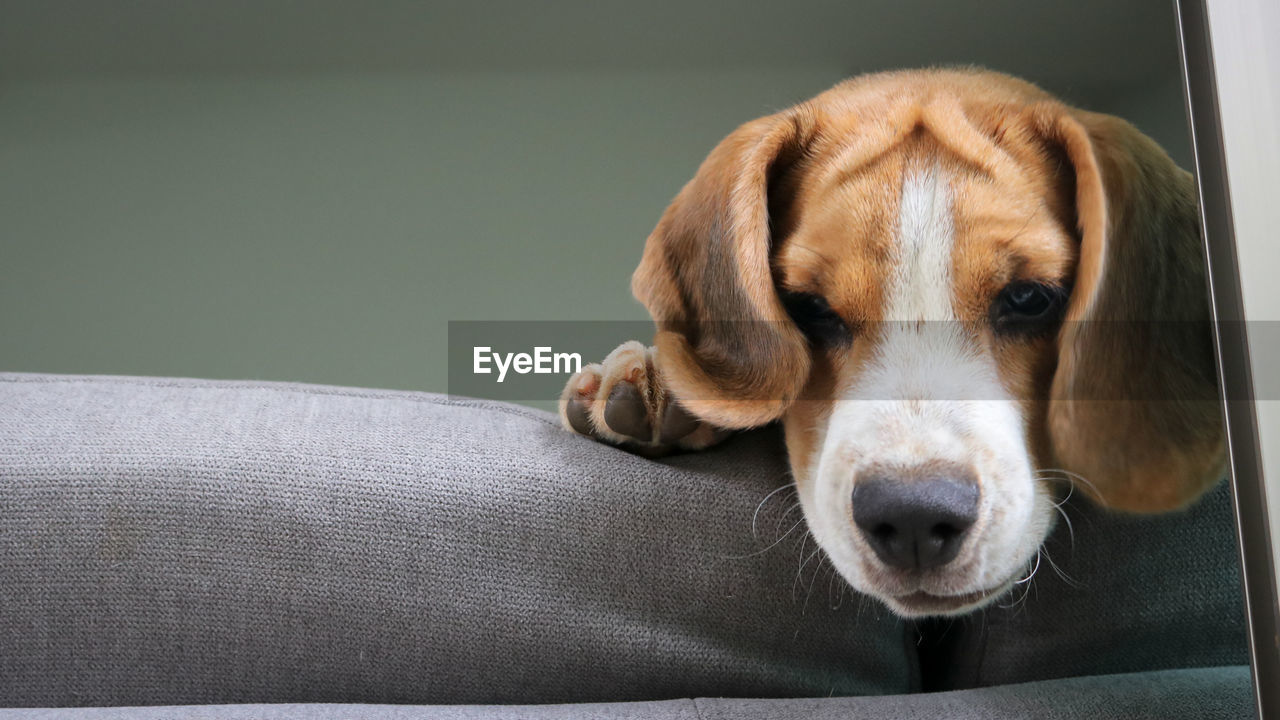 pet, one animal, dog, canine, mammal, domestic animals, animal themes, animal, relaxation, hound, indoors, beagle, no people, puppy, portrait, resting, tired, furniture, sofa, animal body part, animal head, close-up, sleeping, looking