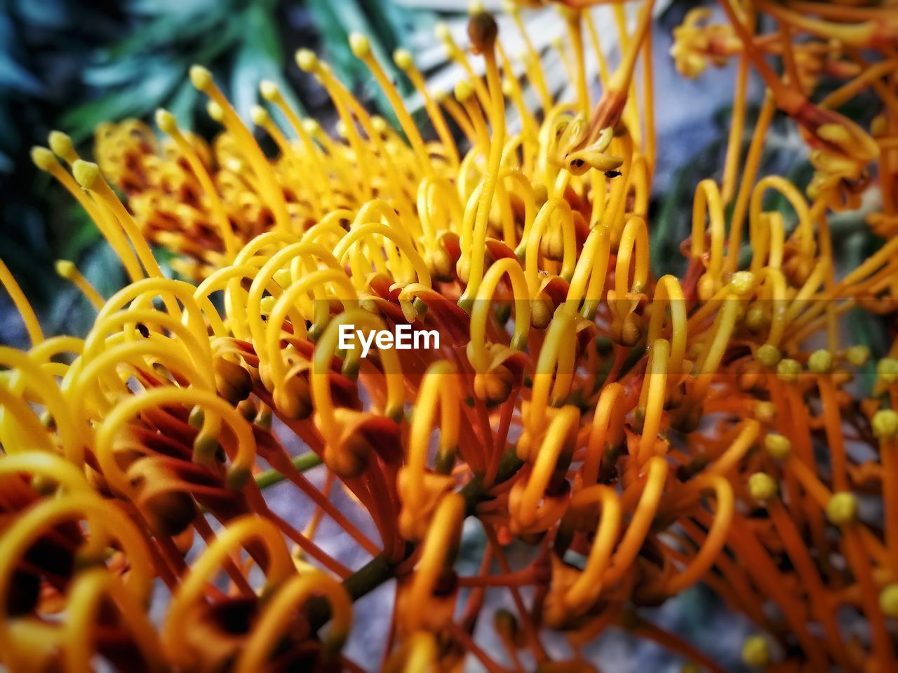 CLOSE-UP OF YELLOW FLOWERS GROWING OUTDOORS