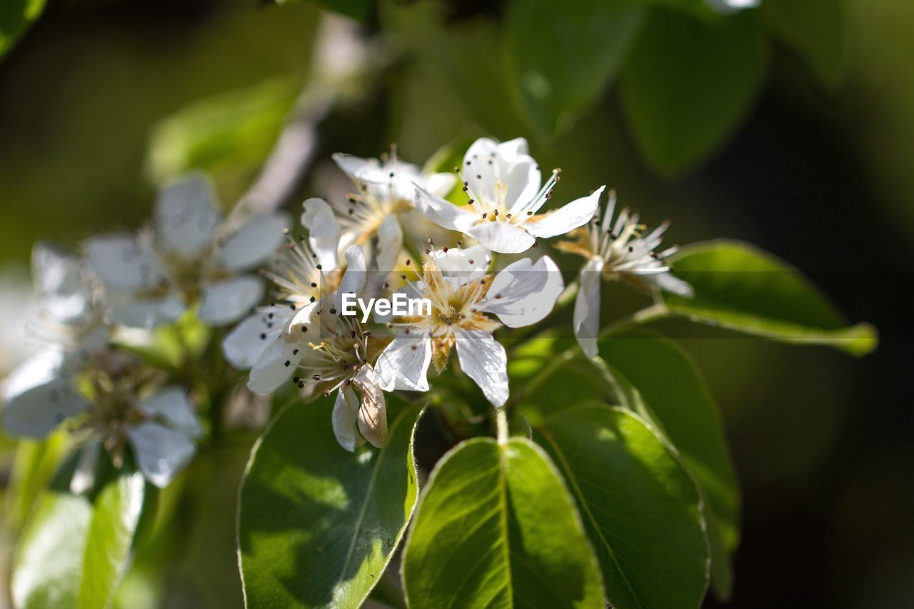 CLOSE-UP OF WHITE FLOWER BLOOMING ON TREE