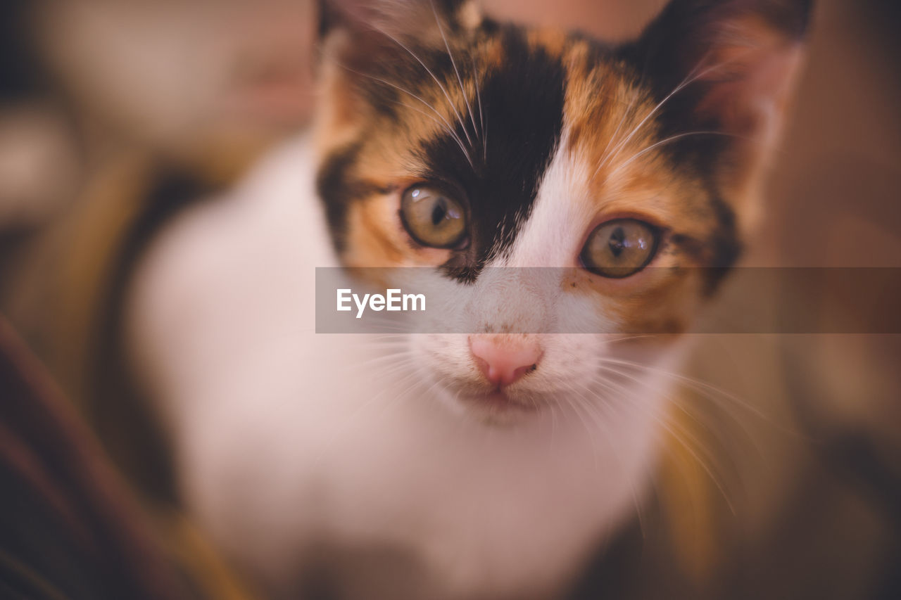 Close-up portrait of a adorable cat