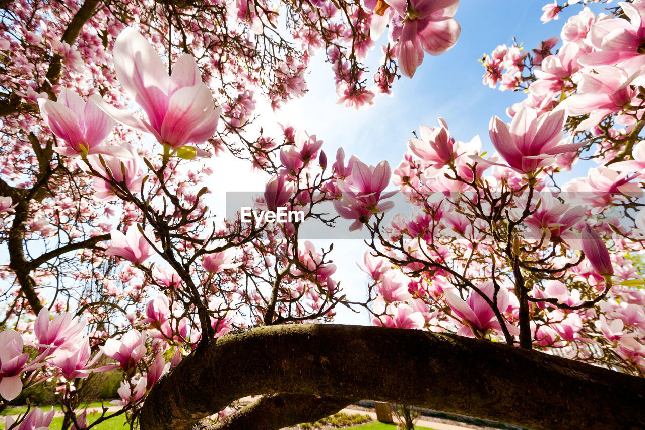 LOW ANGLE VIEW OF PINK CHERRY BLOSSOM