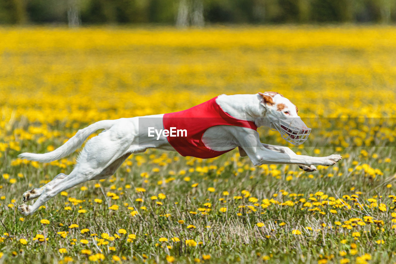 Podenco dog in red shirt running and chasing lure in the field in summer