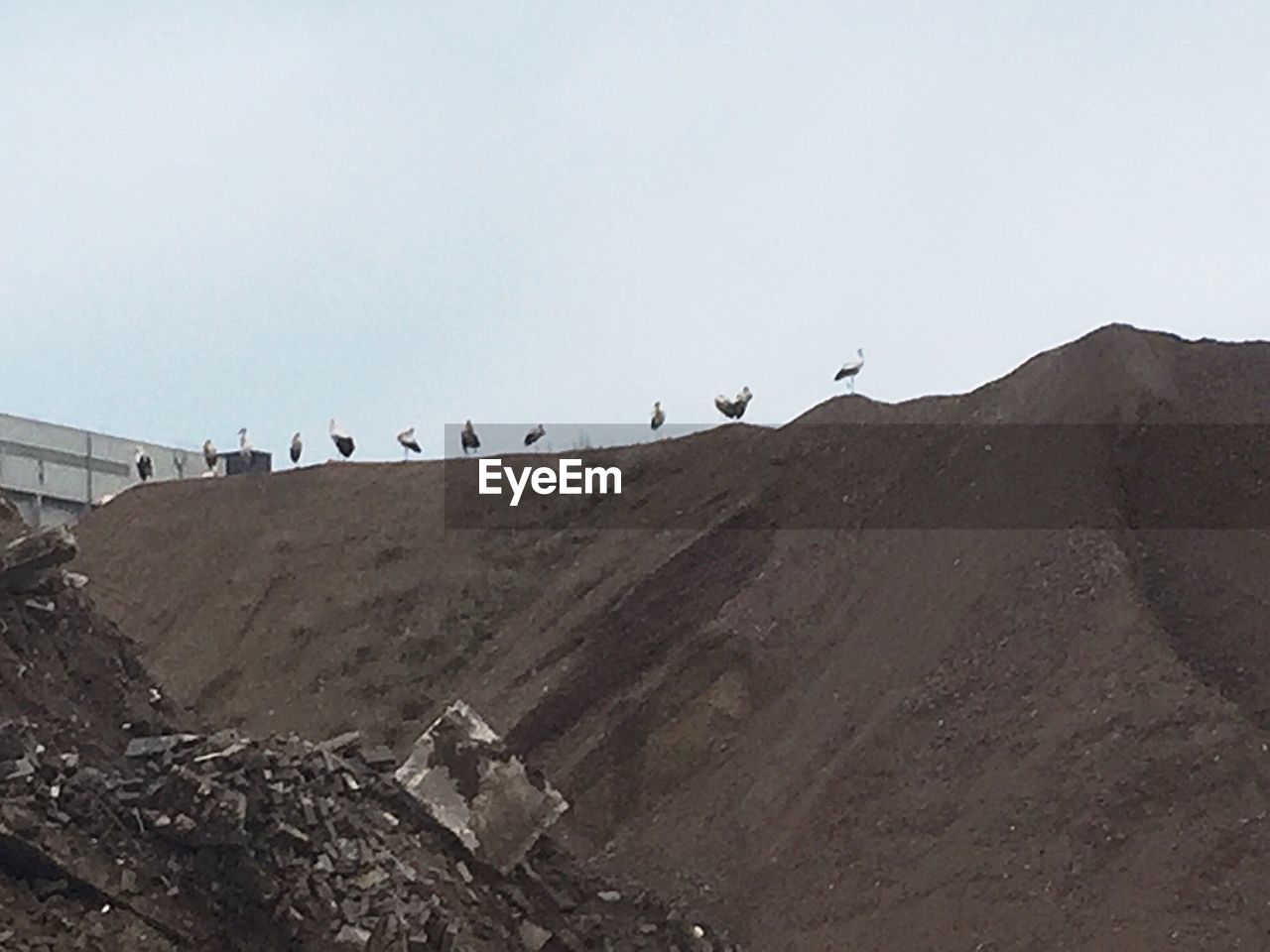 BIRDS ON LANDSCAPE AGAINST THE SKY