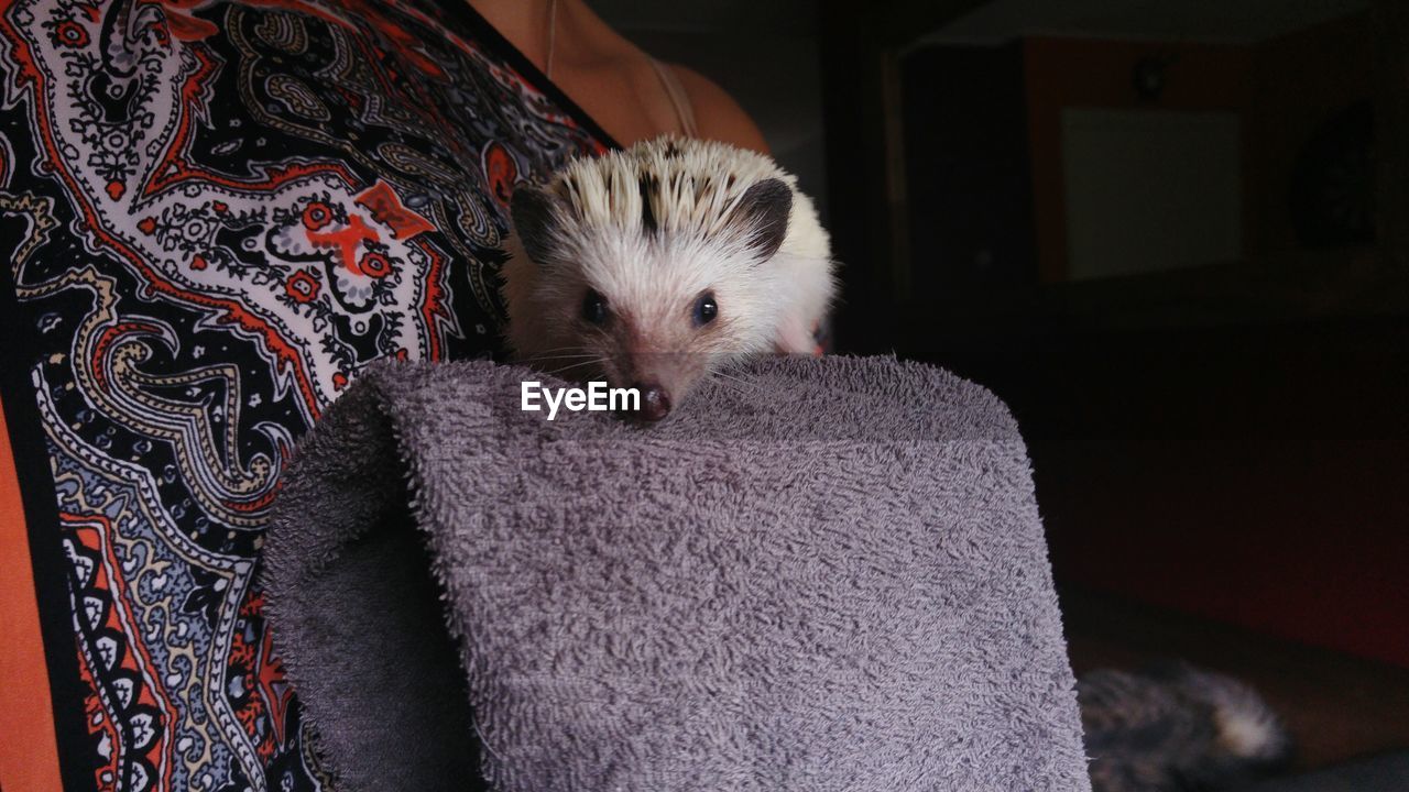 Portrait of hedgehog on towel