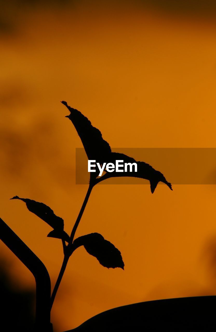 SILHOUETTE BIRD ON BRANCH AGAINST SUNSET