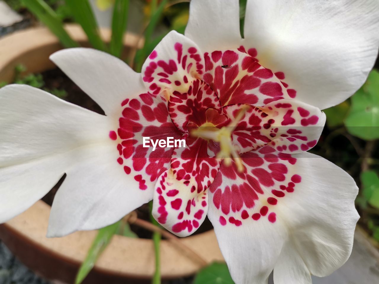 flower, flowering plant, plant, beauty in nature, freshness, close-up, petal, inflorescence, flower head, fragility, growth, nature, pollen, stamen, focus on foreground, blossom, white, no people, orchid, outdoors, botany, day, springtime, red, pink