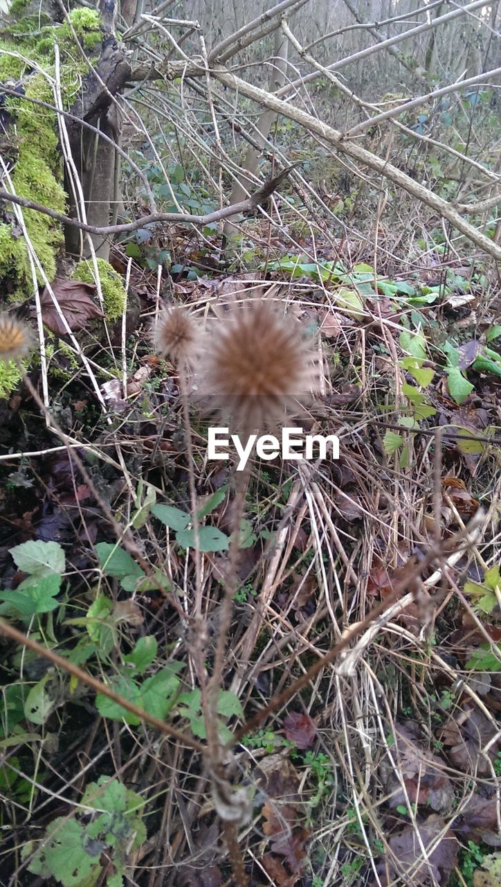 CLOSE-UP OF DANDELIONS