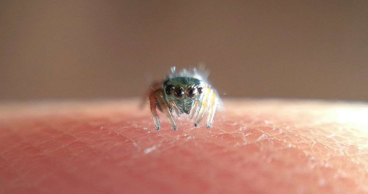 Extreme close-up portrait of jumping spider on human skin