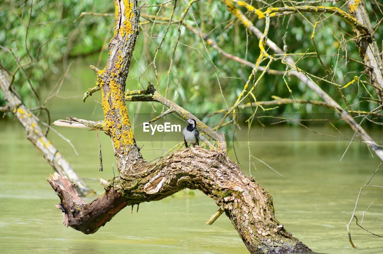 Bird perching on tree by danube river