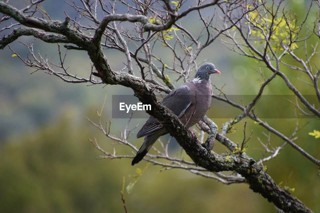 LOW ANGLE VIEW OF BIRDS PERCHING ON TREE