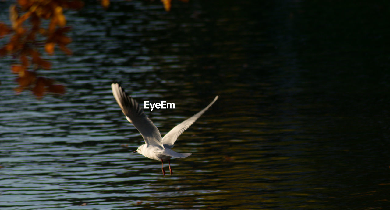 Seagull flying over lake