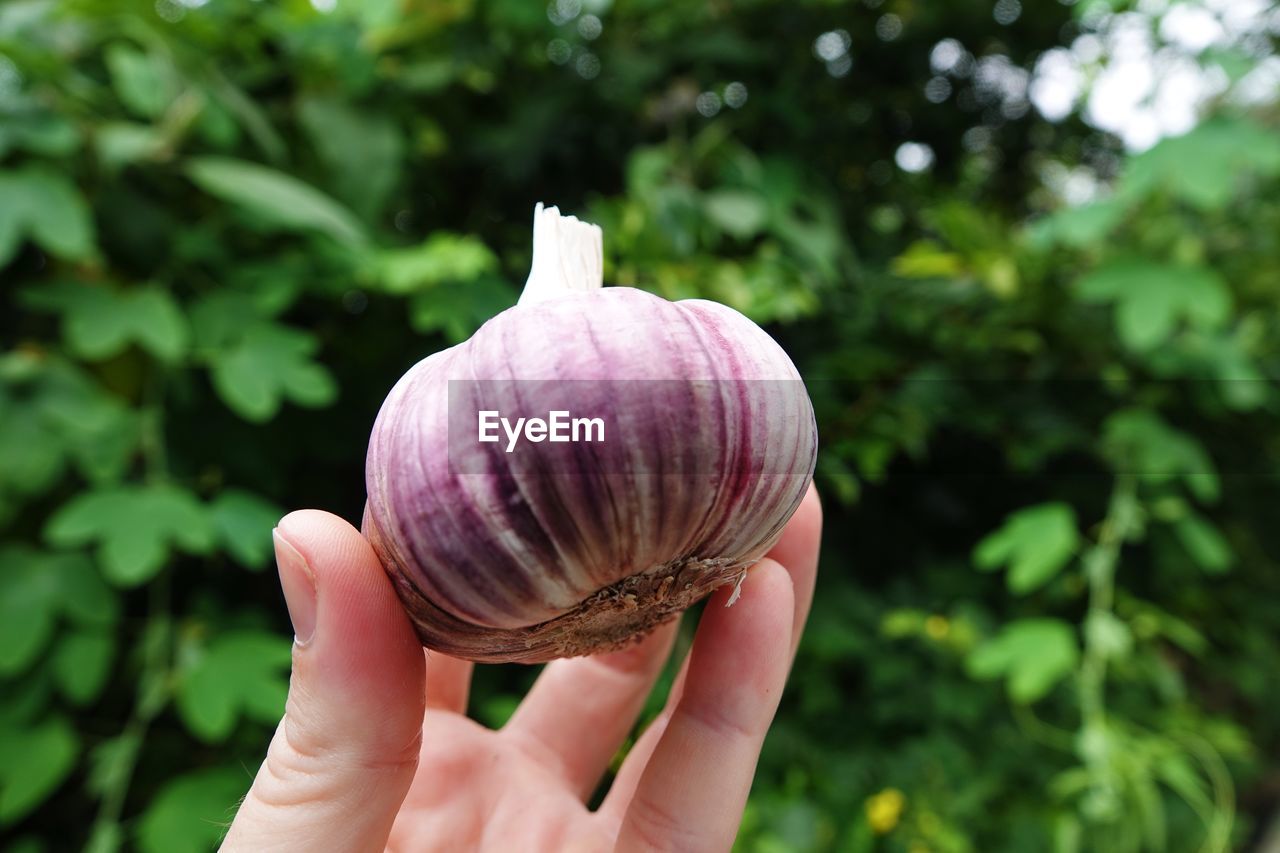 CLOSE-UP OF HAND HOLDING PURPLE LEAF