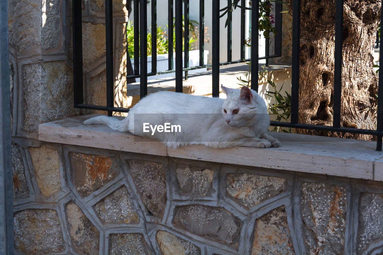 CAT SITTING ON WOODEN WALL