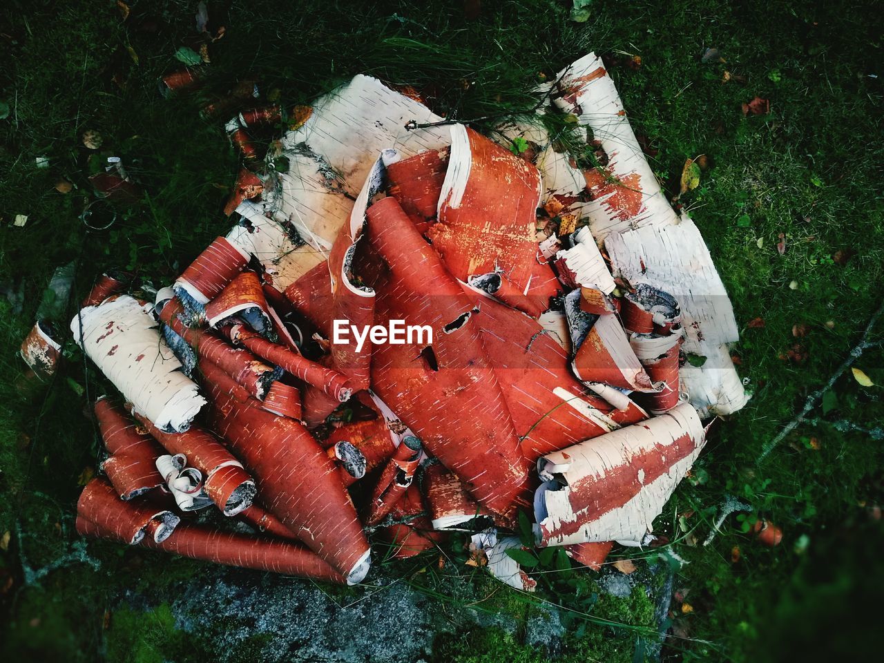 Directly above shot of birch tree bark on field