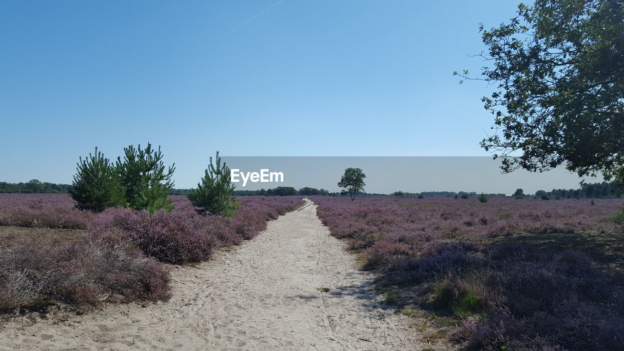 DIRT ROAD AMIDST PLANTS ON FIELD AGAINST CLEAR SKY