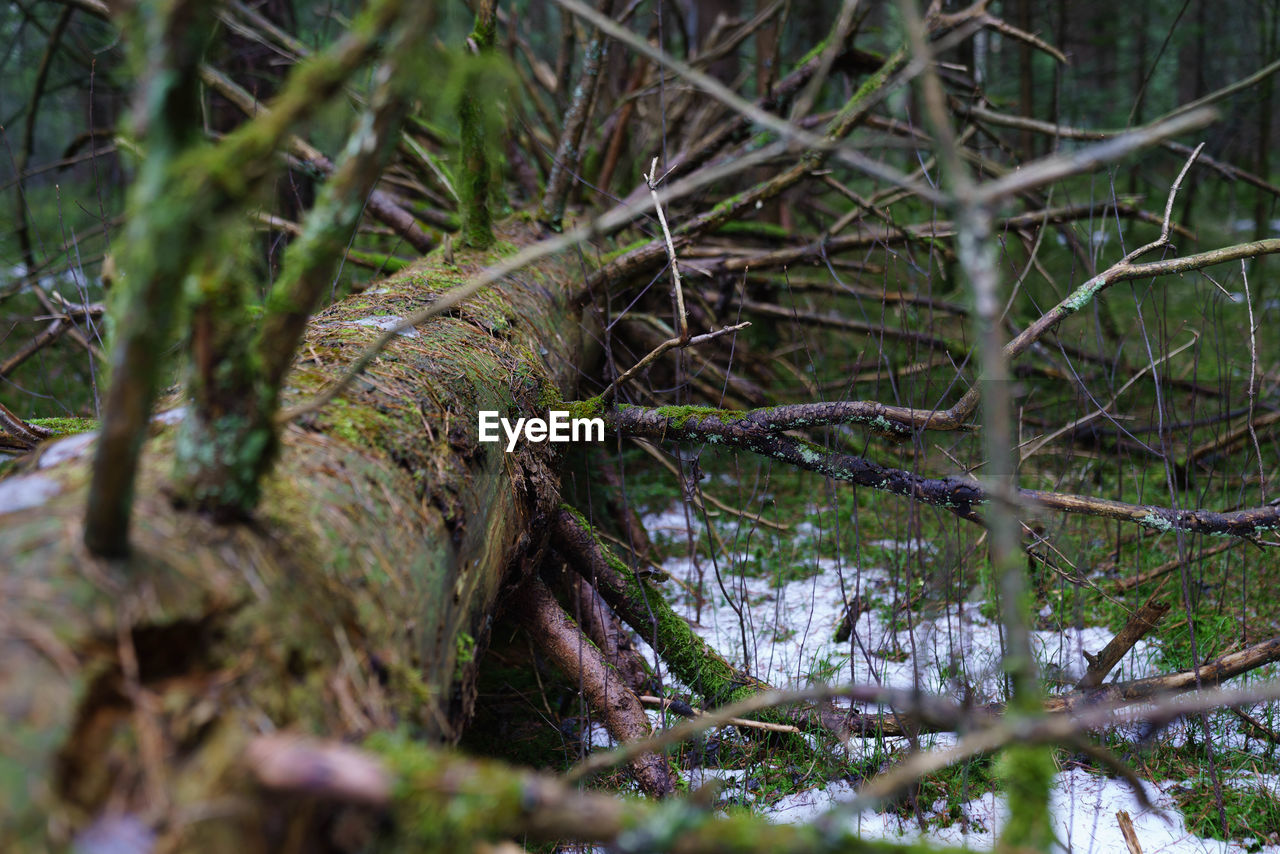 Close-up of tree trunk