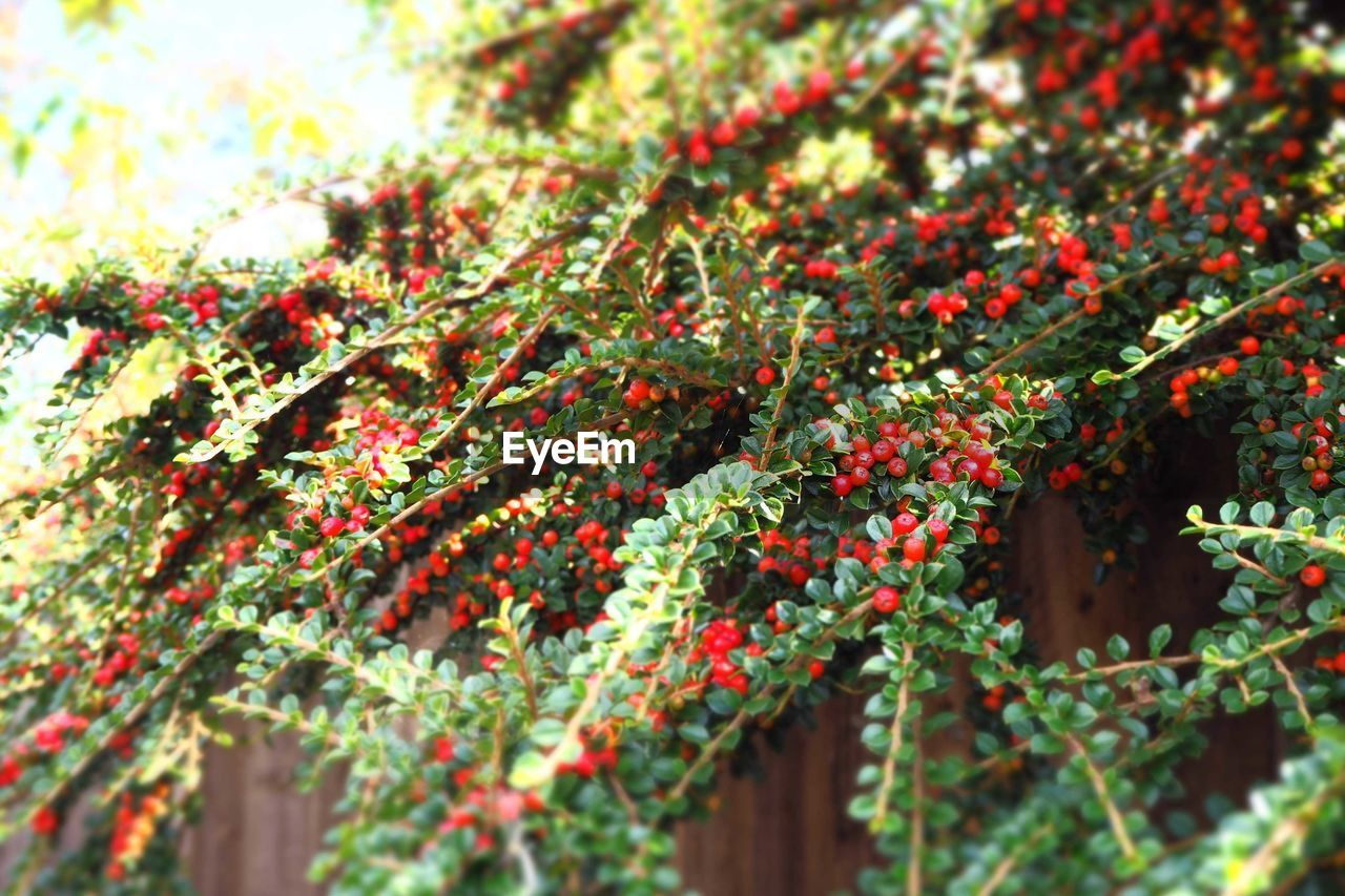 Close-up of red berries on plant