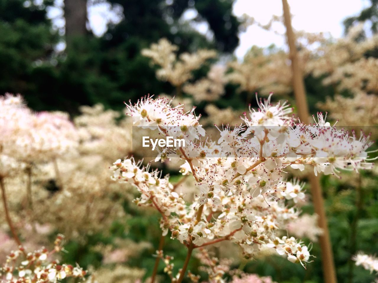 White flowers in park