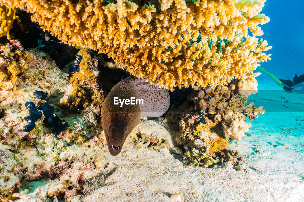 Moray eel and coral in sea