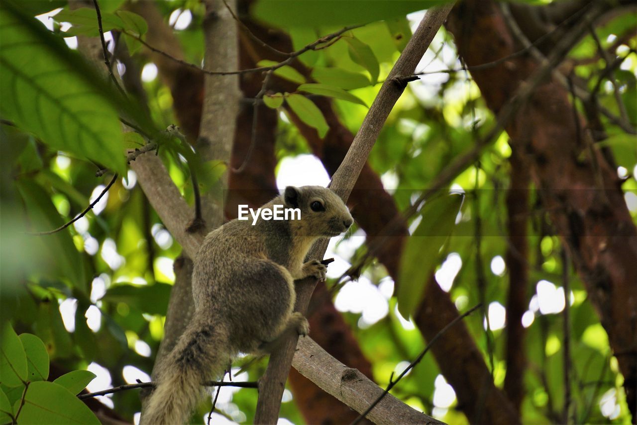 Low angle view of a squirrel on tree