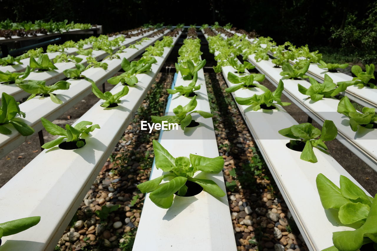 CLOSE-UP OF POTTED PLANTS IN GREENHOUSE