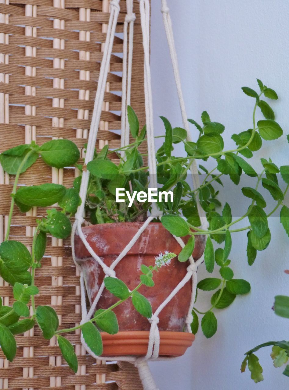 Close-up of potted plants in greenhouse