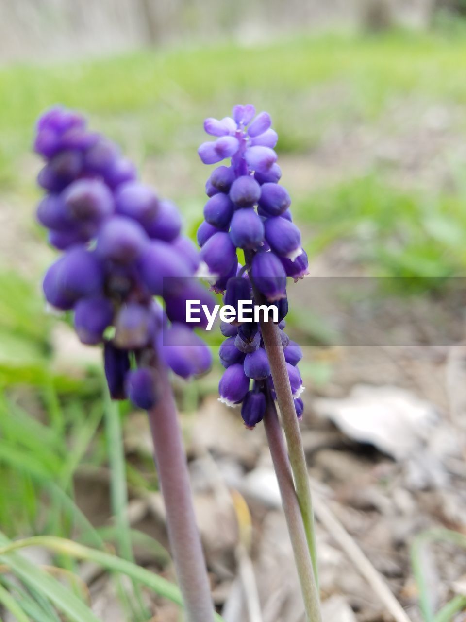 CLOSE-UP OF PURPLE FLOWER BLOOMING IN FIELD