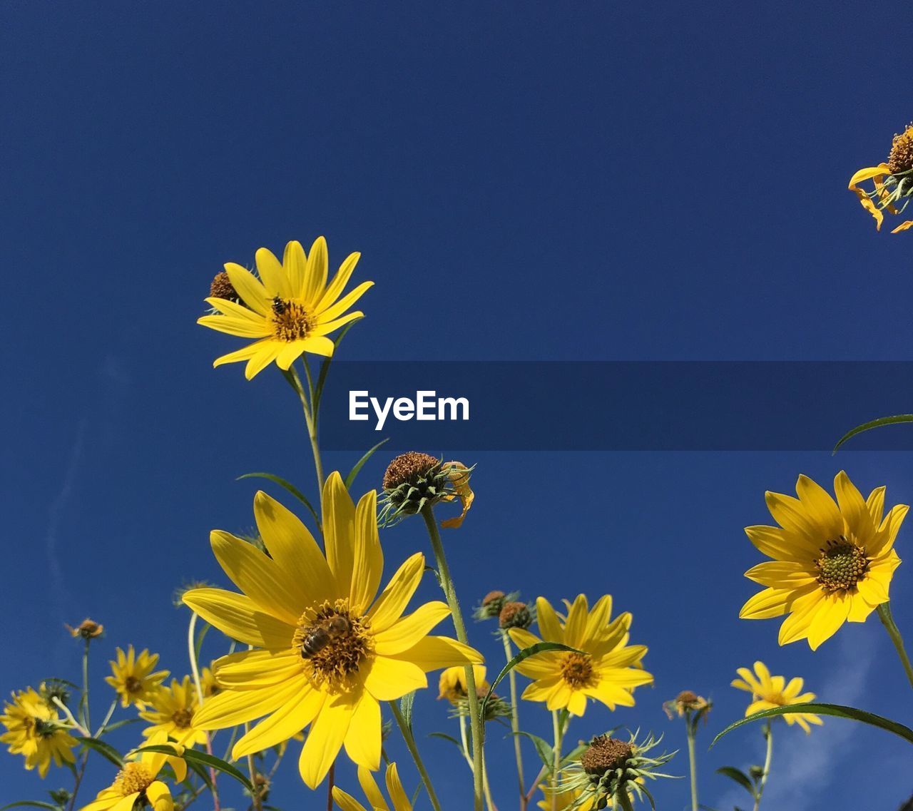 Low angle view of yellow flowers blooming against blue sky