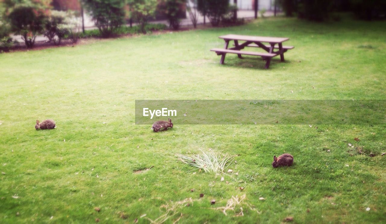 EMPTY BENCHES IN PARK