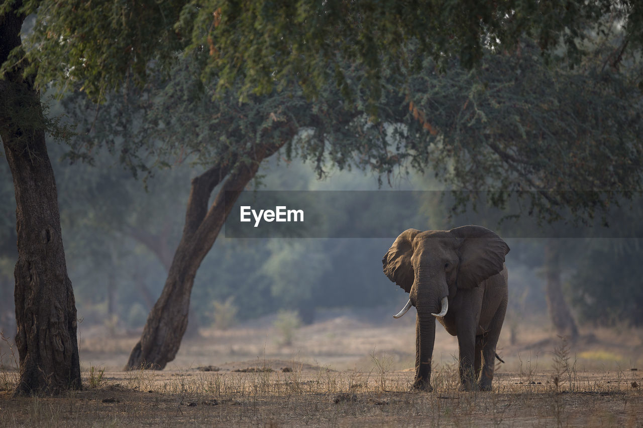 View of elephant on landscape