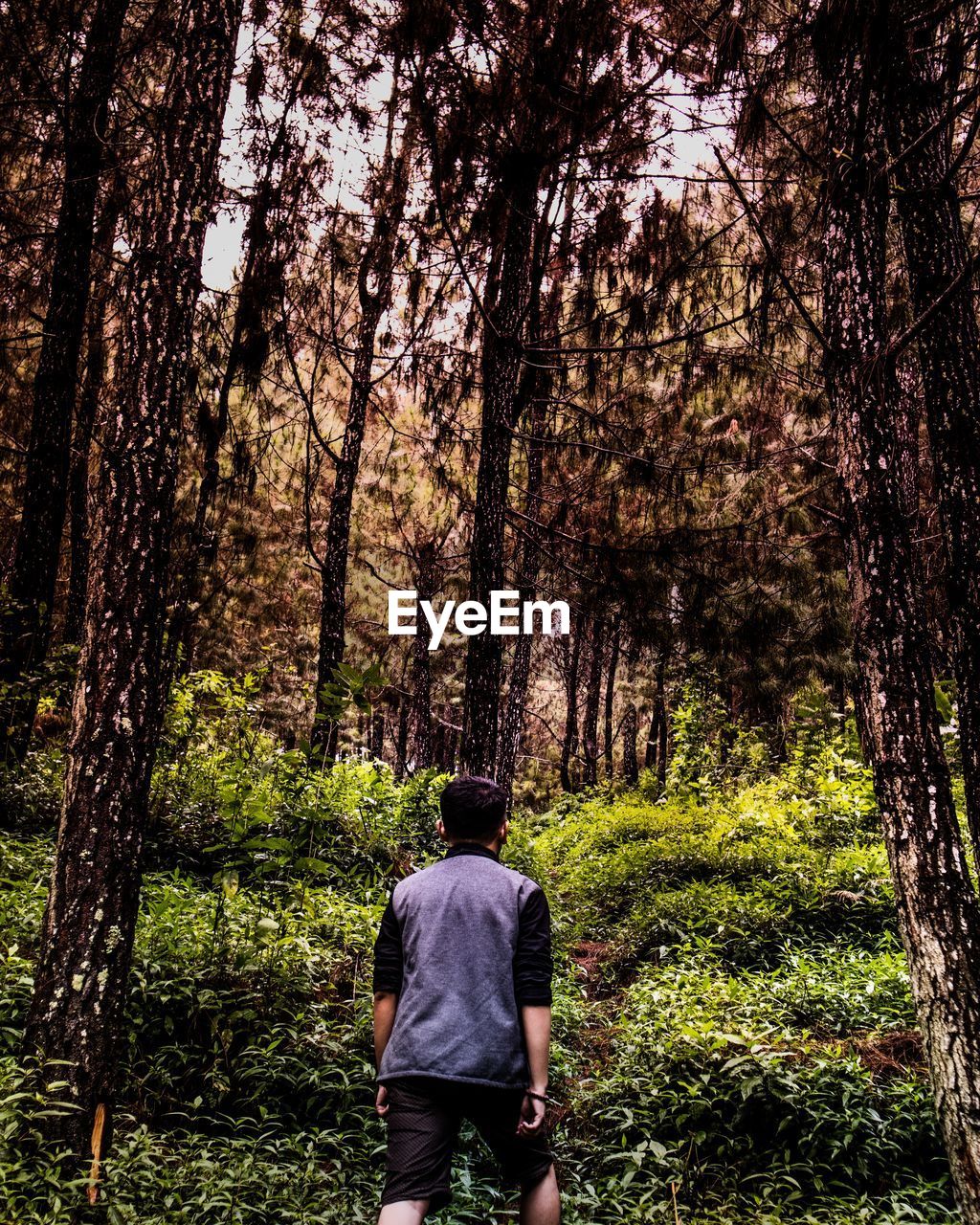 Rear view of man walking amidst trees at forest