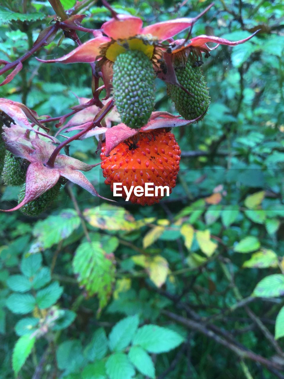 Close-up of berries growing on tree