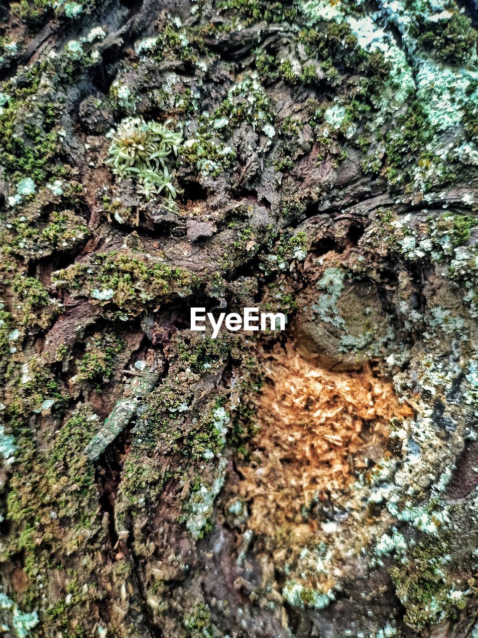 Close-up of moss growing on tree trunk