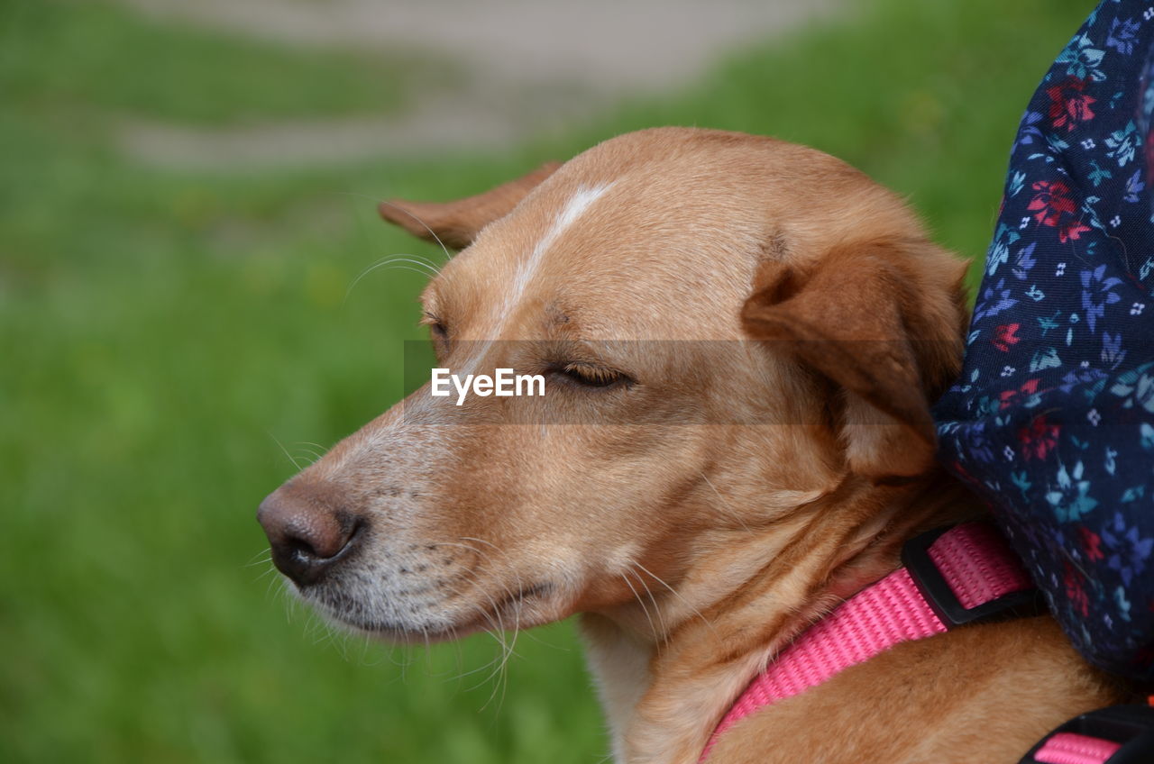 Close-up of dog resting